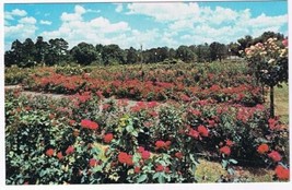 Texas Postcard Famous Gardens Of Tyler Rose Capital Of The World - £1.65 GBP