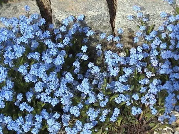 500 Blue Forget Me Not Myosotis Sylvatica Shade Or Sun Perennial Flower ... - $10.00