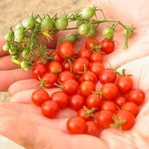 Sweet Pea Currant Tomato 5 seeds (P 073) - £1.60 GBP