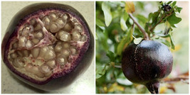 Black Pomegranate (Punica granatum) tropical live fruit tree 12&quot;-24&quot; - £52.11 GBP