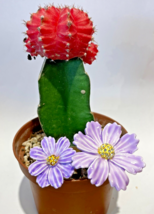 Keren Kopal Pair metal Purple Anemone Hand made Flower Austrian Crystals - $43.54