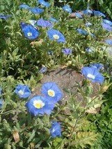 25 Seeds Blue Chil EAN Bellflower Nolana Paradoxa Succulent Ground Cover Flower - £13.40 GBP