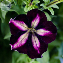 NEW BELLFARM Petunia Heirloom SeedsHarvest by ourselves, 200 seeds, bons... - $5.49