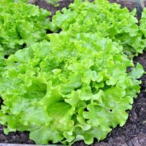 601 Green Ice Lettuce Seeds Easy Vegetable Garden Container Spring Fall - £9.57 GBP