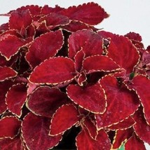 USA SELLER Mpb#1 Coleus Seeds Rainbow Superfine Red Velvet Flower Seeds 50 Thru  - $19.00