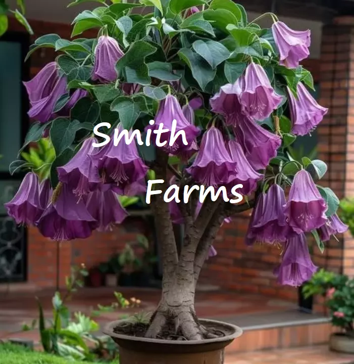 25 Seeds Purple Angel Trumpet Flowers Large Blooms Great Scent Gardening Fresh U - £10.05 GBP