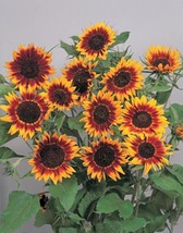 LWK Helianthus Sunflower Ring Of Fire Annual Seeds Fast Shipping - $433.79 MXN