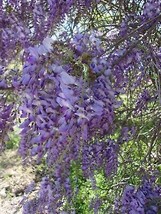 Wisteria Purple Flower Plants 2 Gal. Vine Plant Flowers Grow Trees Now - £32.76 GBP