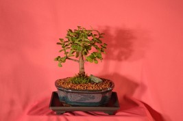 Indoor Bonsai,Mini Jade, (Money Plant) 5 Years Old, Broom Style. - £34.37 GBP