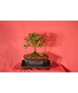 INDOOR BONSAI,MINI JADE, (MONEY PLANT) 5 YEARS OLD, BROOM STYLE. - $58.81 CAD