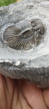 Item image 13