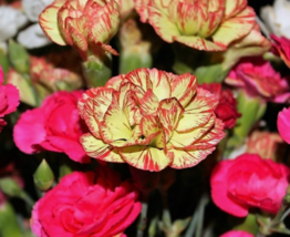 100 Pc Seeds Dianthus Chinensis Flower,  Carnation Seeds for Planting | RK - £13.31 GBP