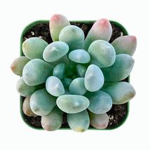 2&#39;&#39; plant pot Live fresh succulent plant x Pachyveria Clavifolia Fully rooted - £15.97 GBP