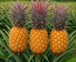 Queen Pineapple Seeds – Rare Tropical Fruit, Sweet &amp; Crisp Flesh - $13.95