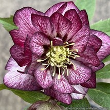 15 Seeds Helleborus Wedding Party House Plant Flowers Fresh Seeds USA Seller - £9.46 GBP