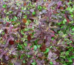 Purple Krishna Tulsi HOLY BASIL  Herb Flower 200 Seeds - £7.71 GBP