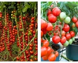 200 seeds Tomato Tsifomandra Giant Vegetable Seeds, truss sweet  - £11.74 GBP