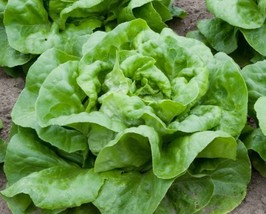 1000 Buttercrunch Heirloom Lettuce Seedsseeds - Garden Usa Shipping - $10.78