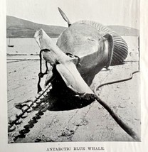 Harpooning Blue Whale Got Him 1926 Nautical Antique Print Whale Hunting ... - $19.99