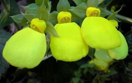 25+ Calceolaria Dainty Yellow Flower Seeds / Perennial / Long Lasting - $15.39