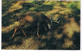 Animal Postcard Stag Deer Grazing - $2.06