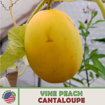 Grow In US 10 Vine Peach (Mango Melon) Cantaloupe Seeds Heirloom Non-Gmo - £7.87 GBP