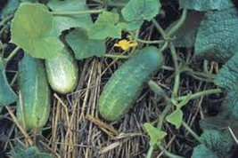Pickling Cucumber Seed, National, Heirloom, Organic, Non Gmo, 50+ Seeds, Pickle - £2.35 GBP