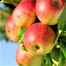 2 live FUJI apple trees sweet tangy semi dwarf apple 3 ft tall now - $74.99