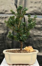 Japanese Dwarf Pagoda Holly  (Ilex Crenata dwarf &quot;Pagoda&quot;)  - £51.72 GBP