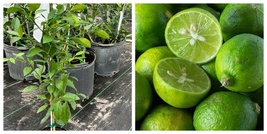 Key lime tree grafted Live Plant - £100.49 GBP