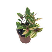 Tradescantia Quadricolor, Tradeschantia Zebrina Variegated, Rare exotic 2inch - £12.78 GBP