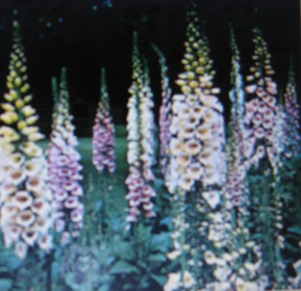 Digitalis Foxglove Mixed Colors E-Z Care Dramatic Spikes Hummingbirds - $7.58