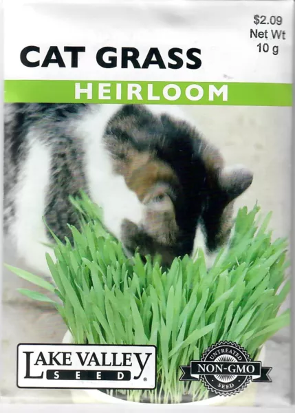Cat Grass Heirloom Herb Seeds Non Gmo Lake Valley 12/24 Fresh New - $8.60