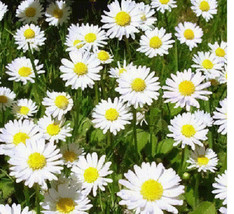 100 White Roman Chamomile Flower Seeds Perennial - £14.08 GBP