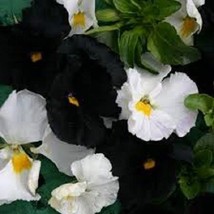 35+ NIGHT AND DAY BLACK AND WHITE VIOLA FLOWER SEED MIX / SHADE PERENNIAL - £11.77 GBP