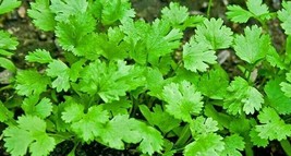 US Seller Cilantro Coriander Seeds 100 Mexican Herb Cooking Culinary Fast Shippi - £8.06 GBP