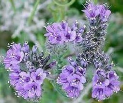 LACY PHACELIA 100 FRESH SEEDS FREE USA SHIPPING PHACELIA TANACETIFOLIA - $2.28