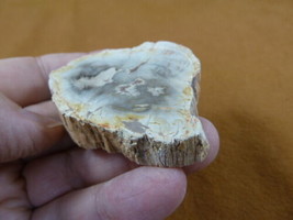 R805-19) genuine fossil Petrified Wood slice specimen Madagascar organic... - $14.95