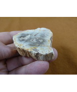 R805-19) genuine fossil Petrified Wood slice specimen Madagascar organic... - $14.95