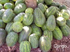 USA Congo Watermelon Red Citrullus Lanatus 4Lbs Aas Winner Fruit Melon 50 Seeds - £8.70 GBP