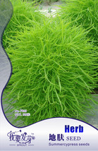 NEW 1 Original Pack, 120 Seeds / Pack, Green Kochia Scoparia Molly Scoparia Gras - £4.34 GBP