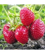 Albion Everbearing 25 Live Strawberry Plants, NON GMO, - $31.95