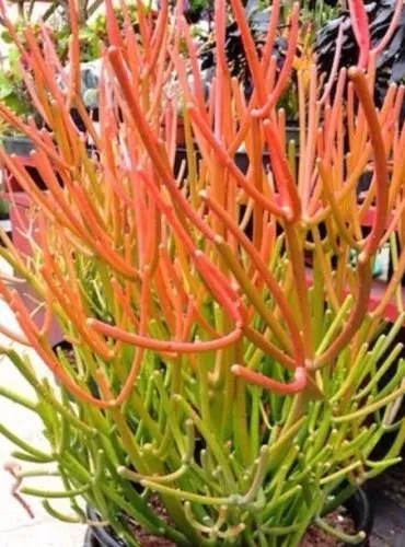 Sticks on Fire Pencil Cactus Euphorbia Tirucalli Succulent - 5x Fresh Cu... - $17.00