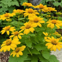 Yellow Mexican Sunflower Seeds Fresh Seeds From US - £7.49 GBP