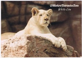 Postcard Animal White Lion Metro Toronto Zoo 4 1/2&quot; x 6 1/2&quot; - £2.96 GBP