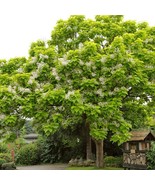 2 Northern Catalpa Tree 2Ft Tall Now Plant Garden - $134,099.60 MXN