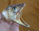 SAF-135) 4&quot; modern Lake trout fish ead Salvelinus namaycush cool science... - $26.17