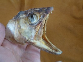 SAF-135) 4&quot; modern Lake trout fish ead Salvelinus namaycush cool science... - $26.17
