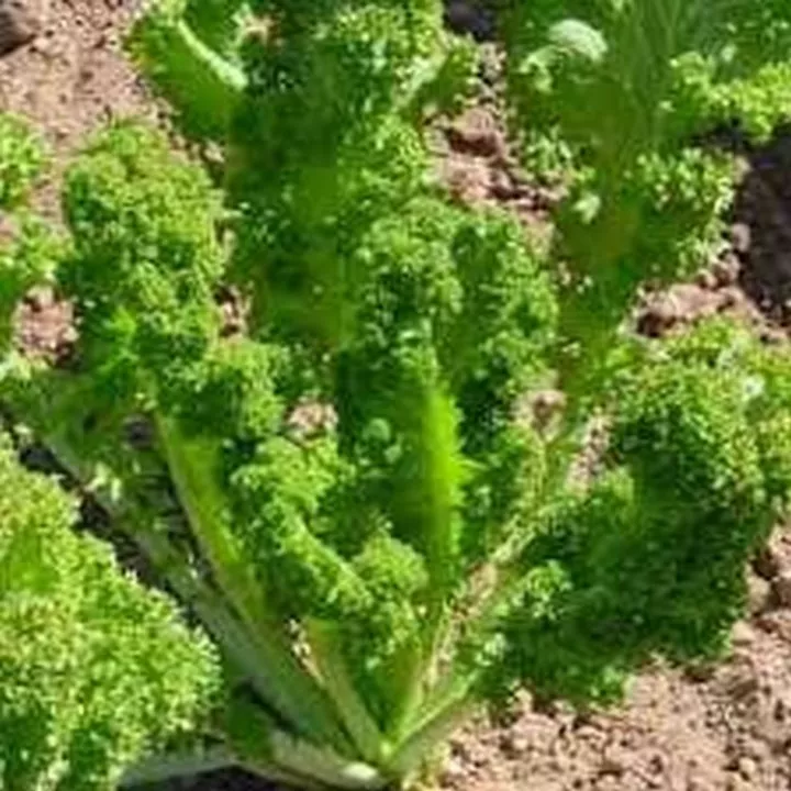 Flower Mustard Southern Giant 100 Seeds - $9.80