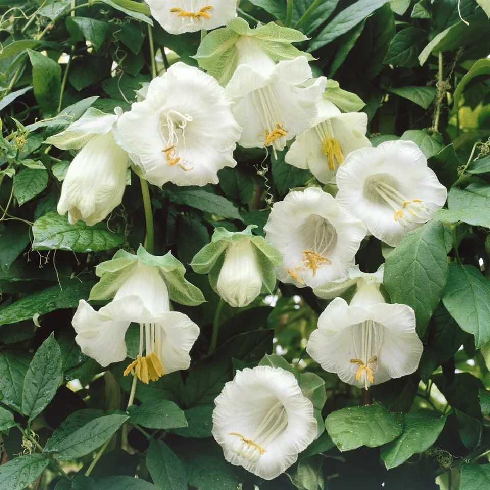SG Brugmansia Suaveolens 10 Seeds (White Flower) - Angel&#39;s Trumpet - £11.10 GBP